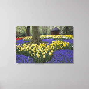 Daffodils, grape hyacinth, and tulip garden, canvas print