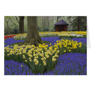 Daffodils, grape hyacinth, and tulip garden, cards