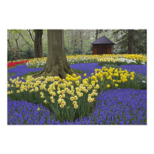 Daffodils, grape hyacinth, and tulip garden, photo print