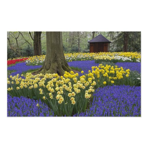 Daffodils grape hyacinth and tulip garden photo print