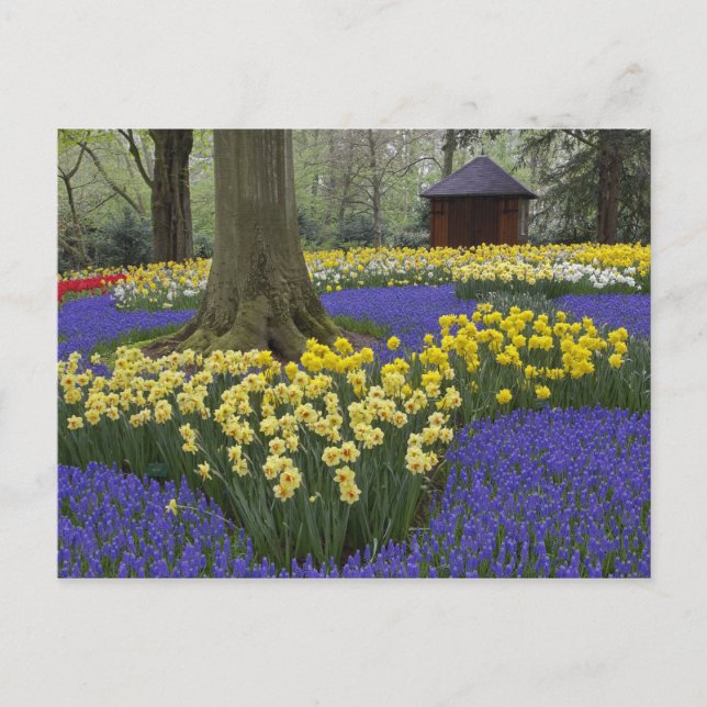 Daffodils, grape hyacinth, and tulip garden, postcard (Front)