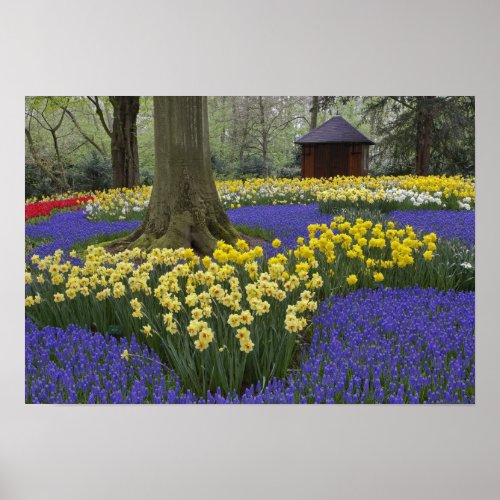 Daffodils grape hyacinth and tulip garden poster