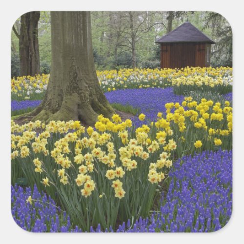 Daffodils grape hyacinth and tulip garden square sticker