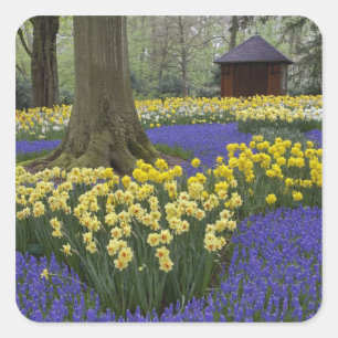 Daffodils, grape hyacinth, and tulip garden, square sticker