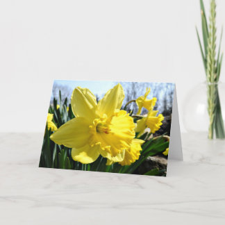 Daffodils  Greeting Card, Blank Inside Card