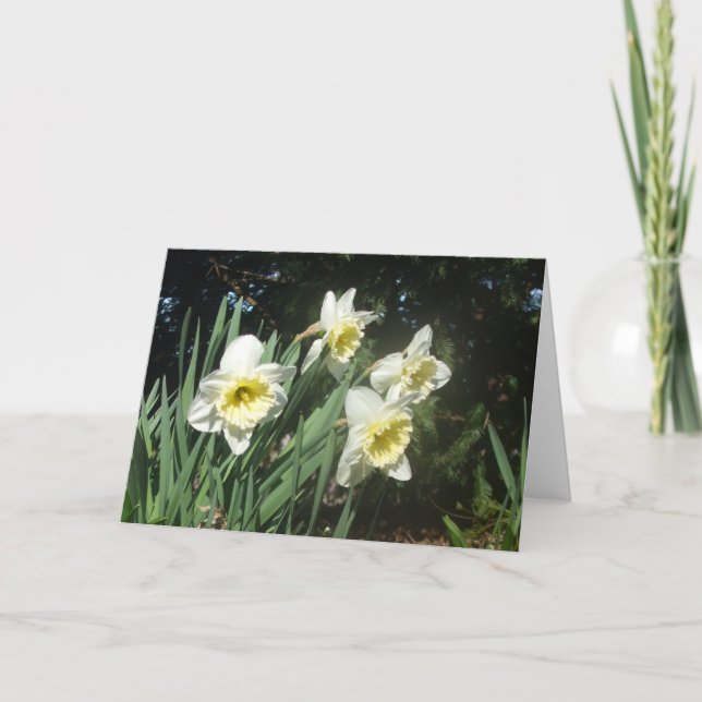 Daffodils Holiday Card (Front)