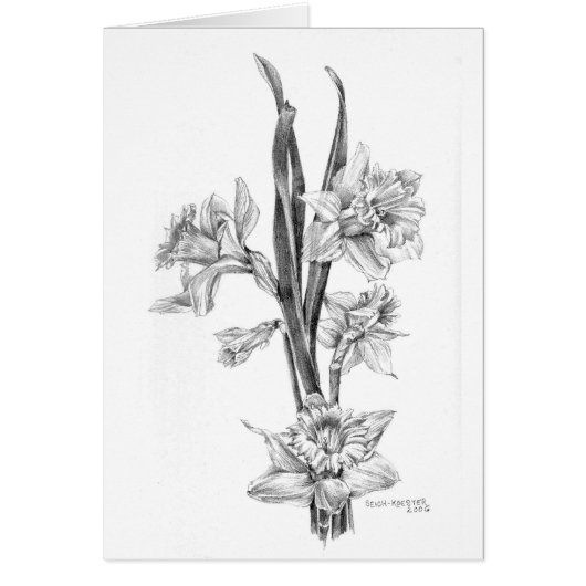 Daffodils in pencil (Front)