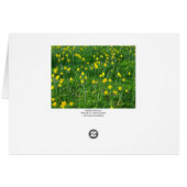 Daffodils/Narcissus (Back Horizontal)