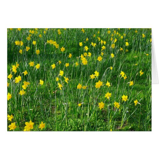 Daffodils/Narcissus (Front Horizontal)