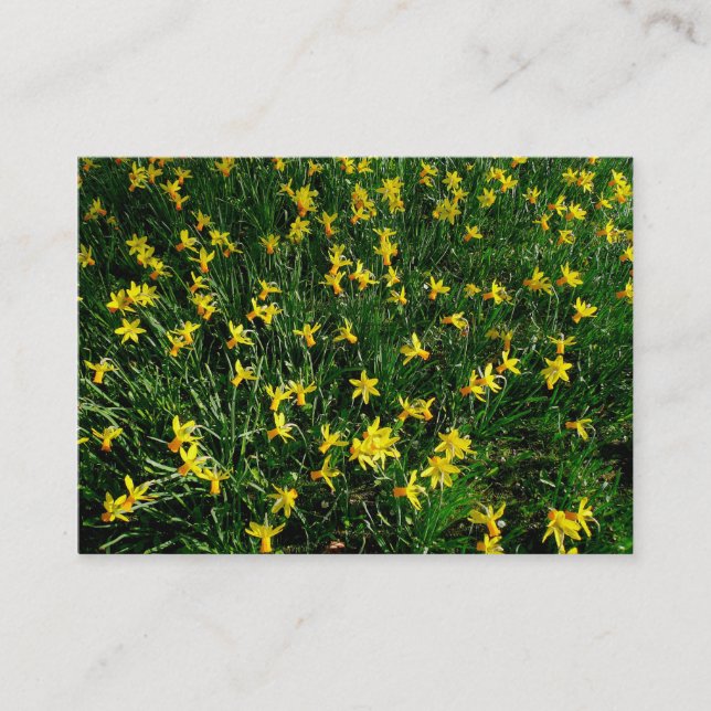 Daffodils/Narcissus Business Card (Front)