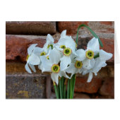daffodils near fortress wall (Front Horizontal)
