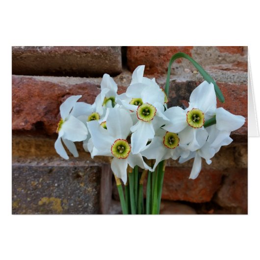 daffodils near fortress wall cards (Front Horizontal)