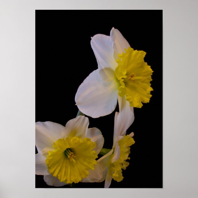 Daffodils on Black Poster (Front)