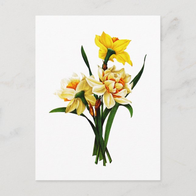Daffodils or Narcissus By Pierre Joseph Redoute Postcard (Front)