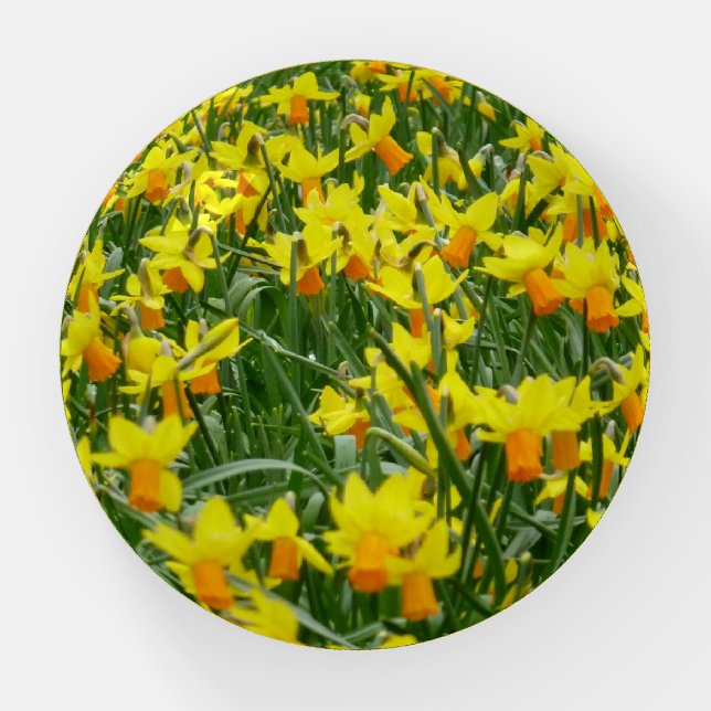 Daffodils Paperweight (Front)