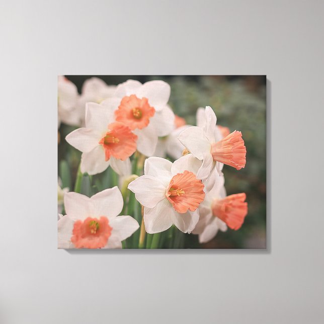 Daffodils Peach Canvas Print (Front)