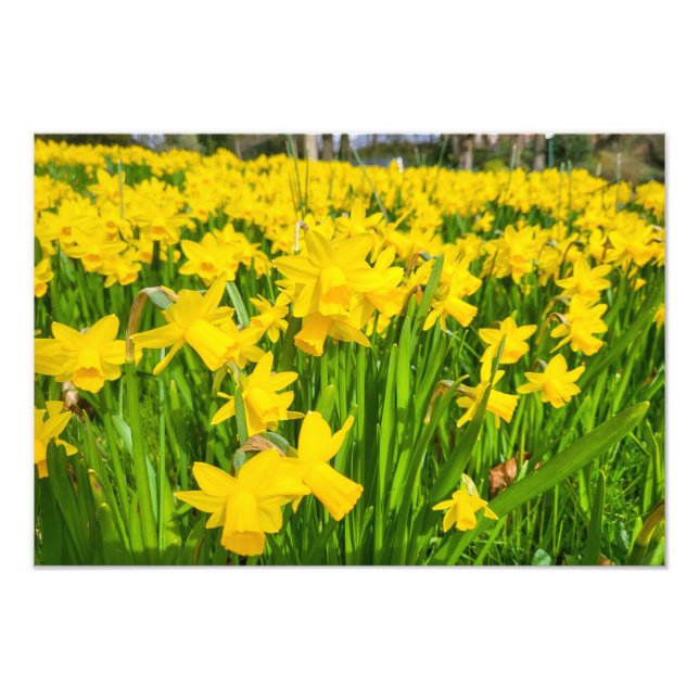 Daffodils  photo print (Front)