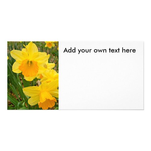 Daffodils Photocard Add your own text here Card