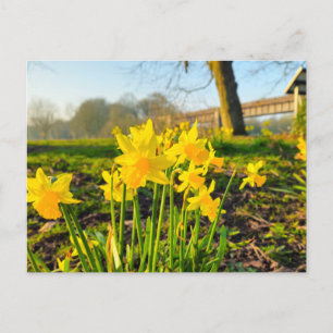Daffodils postcard