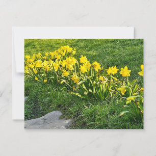 Daffodils postcard