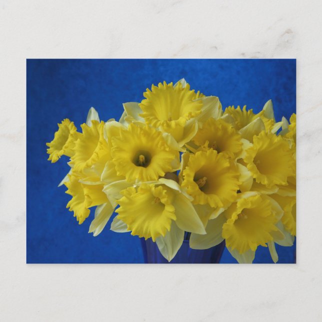 daffodils postcard (Front)