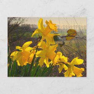 Daffodils postcard
