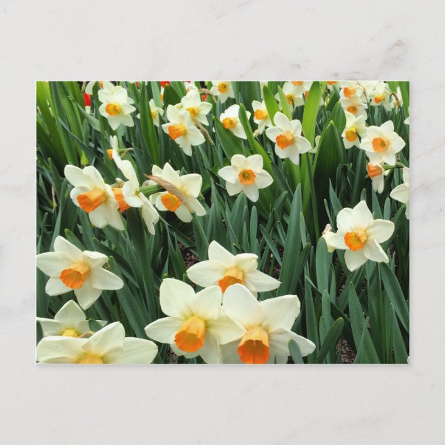 Daffodils Postcard (Front)