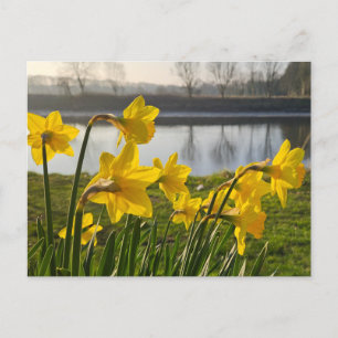 Daffodils postcard
