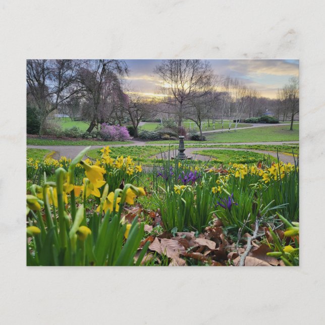 Daffodils  postcard (Front)