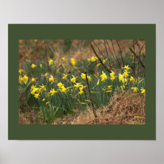 Daffodils Poster 