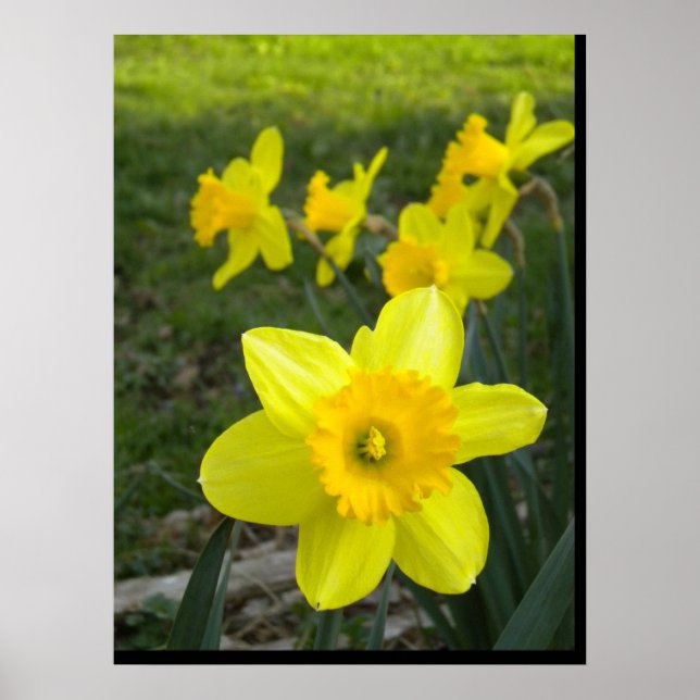 Daffodils Poster (Front)