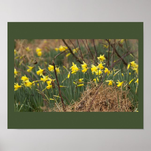Daffodils Poster  (Front)