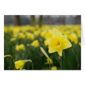 Daffodils (RF) (Front Horizontal)