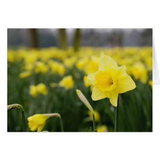 Daffodils (RF) Cards (Front Horizontal)