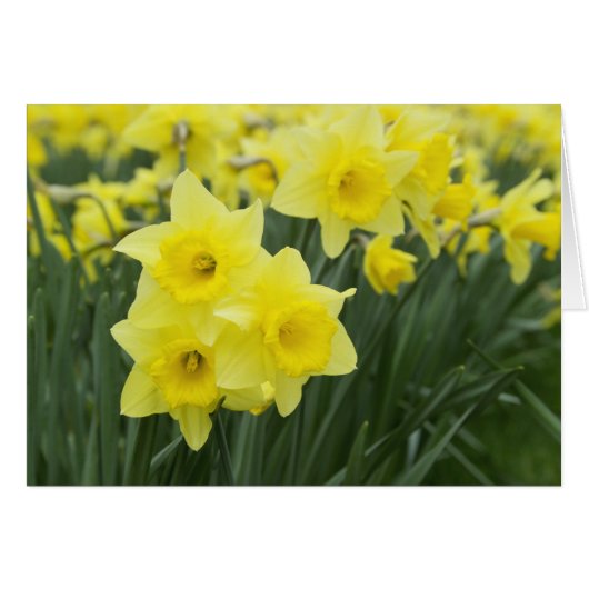 Daffodils RF) Cards (Front Horizontal)