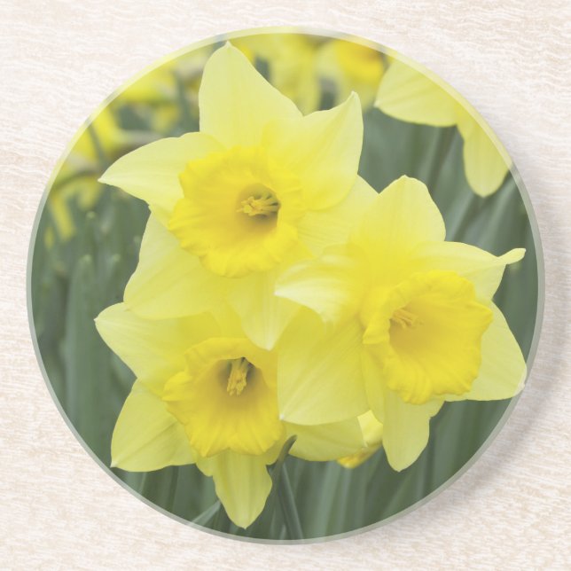 Daffodils RF) Drink Coaster (Front)