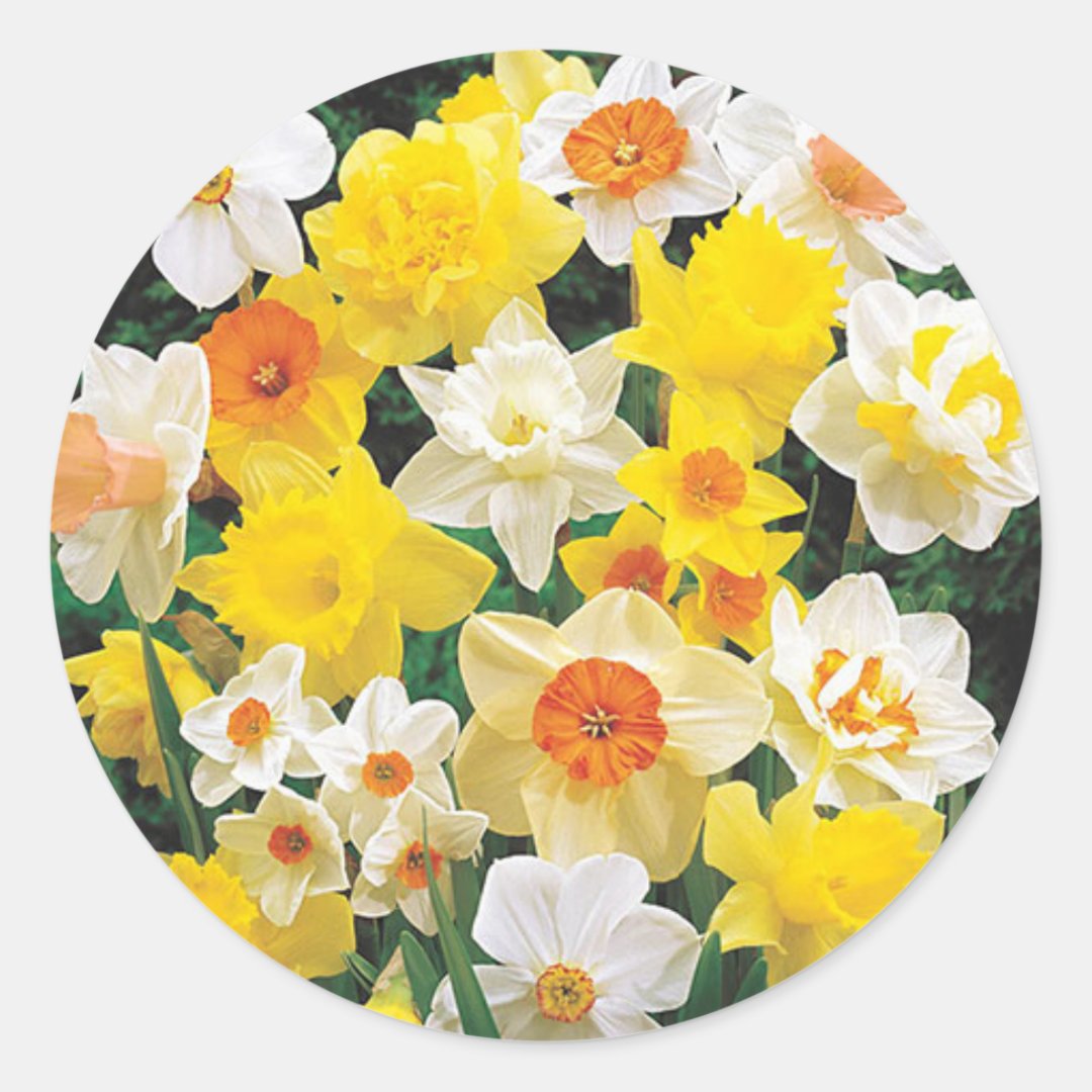 Daffodils Sign of Spring Envelope Seal Sticker Zazzle