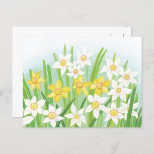 Daffodils signs of spring Postcard