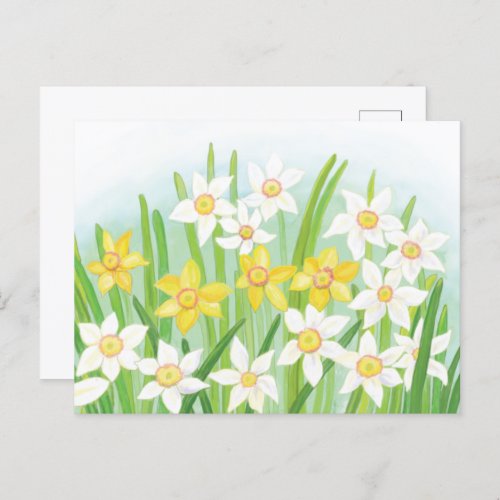 Daffodils signs of spring  Postcard