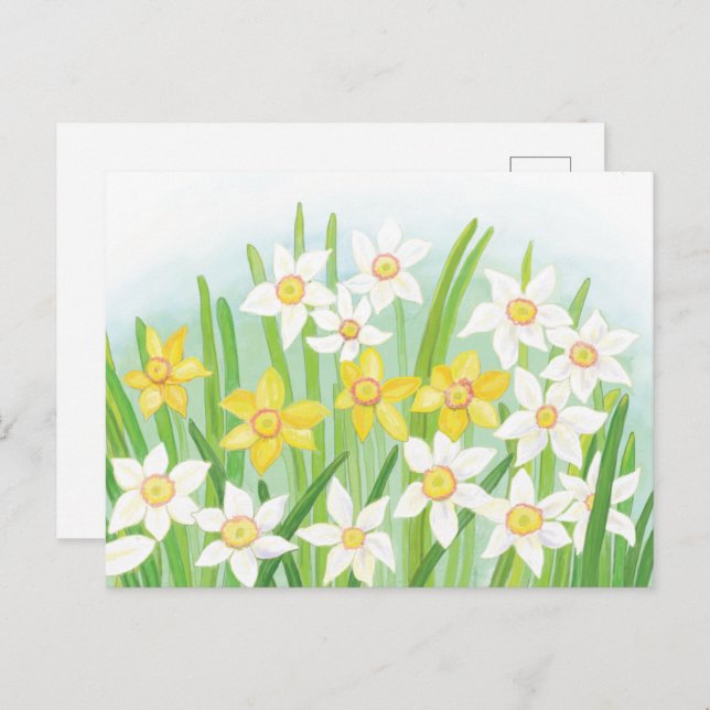 Daffodils signs of spring  Postcard (Front/Back)