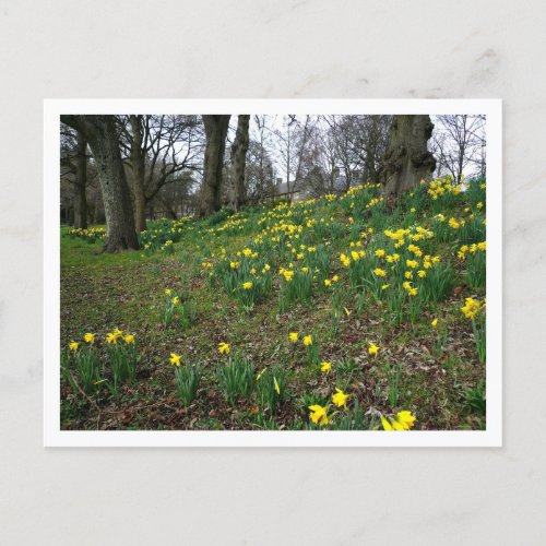 Daffodils Sophia Gardens Cardiff Wales UK Postcard