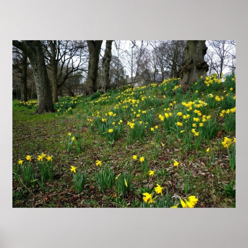 Daffodils Sophia Gardens Cardiff Wales UK Poster