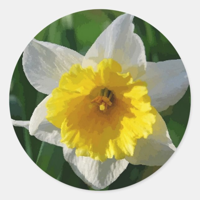 Daffodils Symbolize Renewal - Sticker (Front)