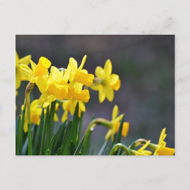 Daffodils Upclose Postcard (Front)