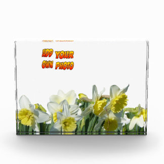 Daffodils White and Yellow Cust. Photo Block
