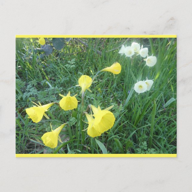 Daffodils White & Yellow Arctic Bells DIY Postcard (Front)