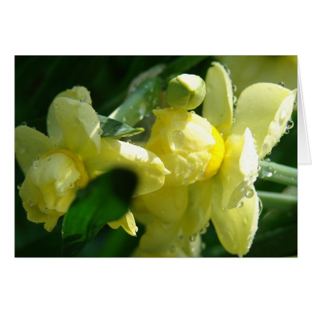 Daffodils With Water Droplets Cards (Front Horizontal)