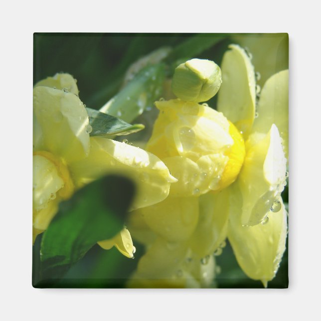 Daffodils With Water Droplets Magnet (Front)