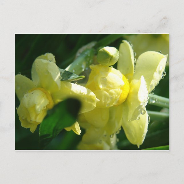 Daffodils With Water Droplets Postcard (Front)