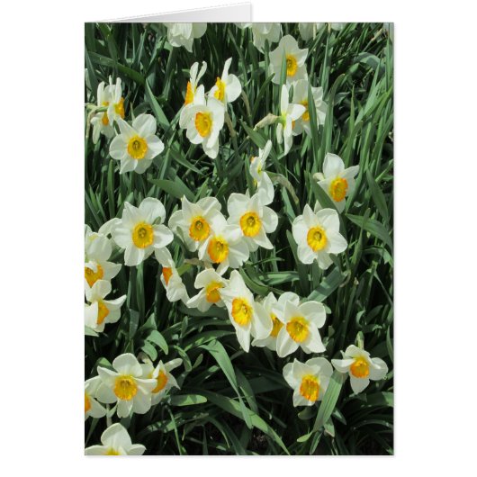 Daffodils Yellow White Cards (Front)